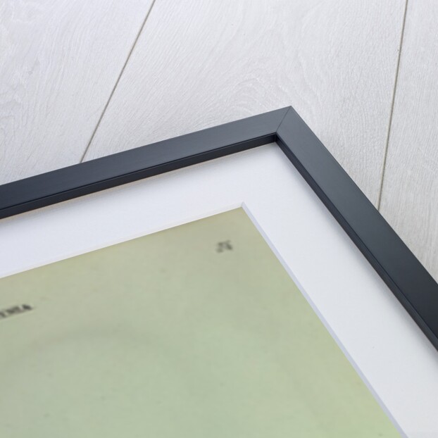 White Water Lily by Collinson