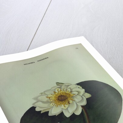 White Water Lily by Collinson