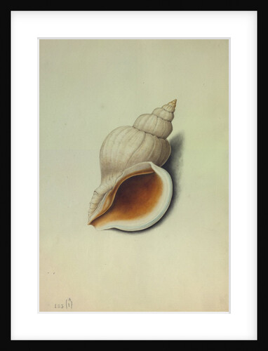 Sea Shell by George Gibsone