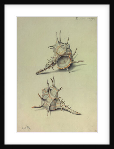 Sea Shell by George Gibsone