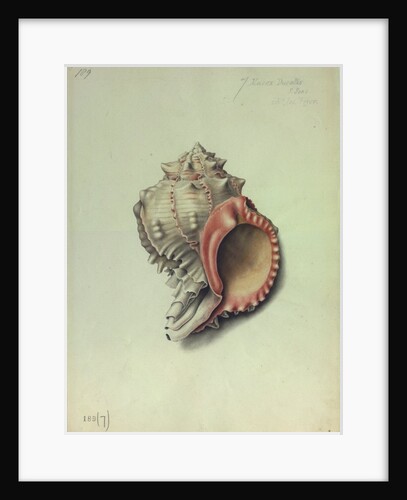 Sea Shell by George Gibsone