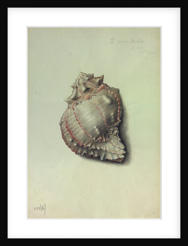 Sea Shell by George Gibsone