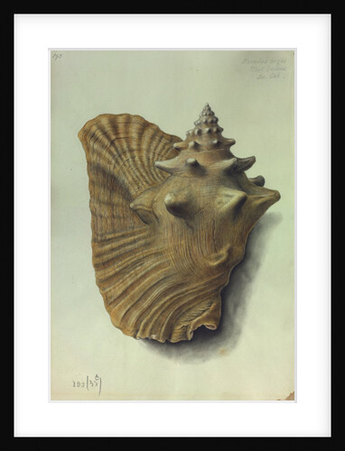 Sea Shell by George Gibsone