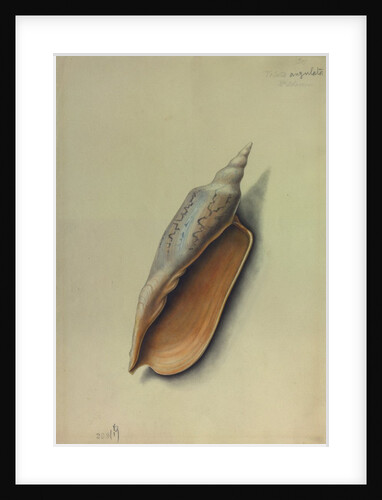 Sea Shell by George Gibsone