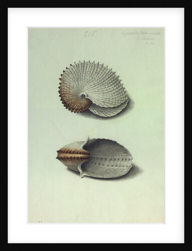 Sea Shell by George Gibsone