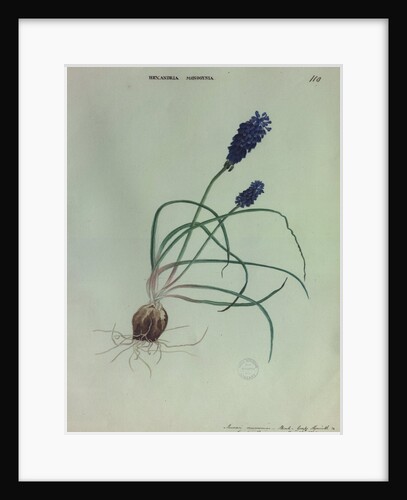 Grape Hyacinth by Collinson
