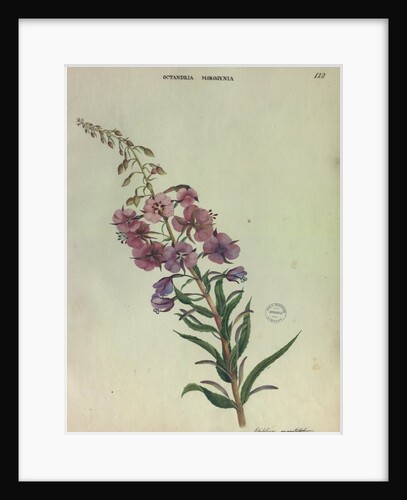 Rose Bay Willow Herb by Collinson