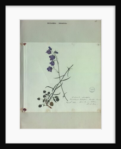 Harebell by Collinson