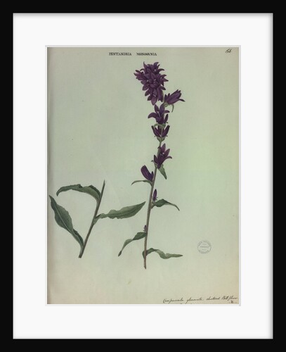 Clustered Bellflower by Collinson