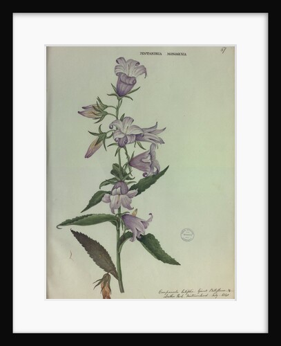 Giant Bellflower by Collinson