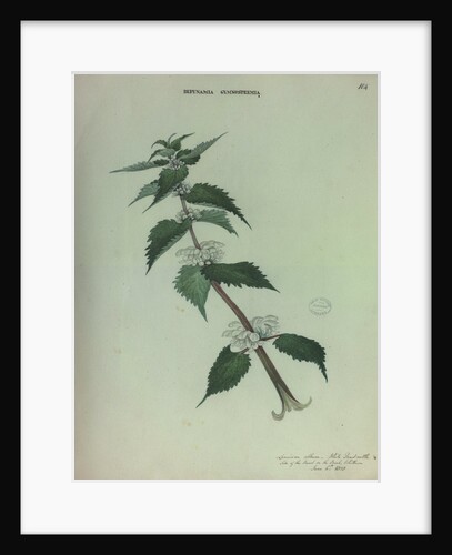 White Dead Nettle by Collinson
