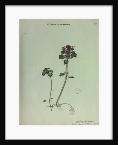 Red Dead Nettle by Collinson
