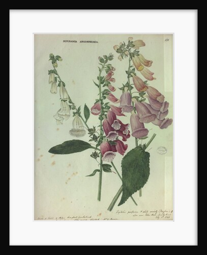 Foxglove by Collinson