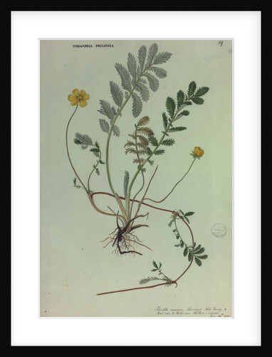 Silverweed Wild Tansy by Colinson