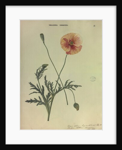 Long Smooth Headed Poppy by Collinson