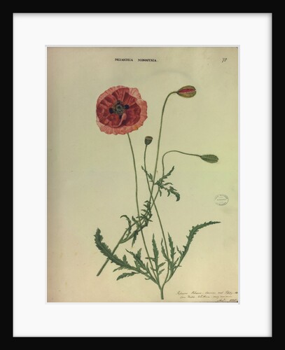 Common Red Poppy by Collinson