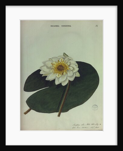 White Water Lily by Collinson