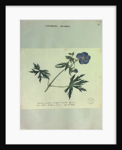 Geranium by Collinson