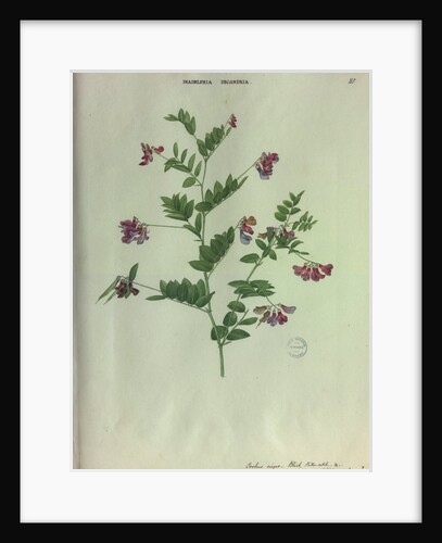 Black Bitter-Vetch by Collinson