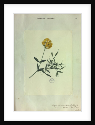 Meadow Vetchling by Collinson
