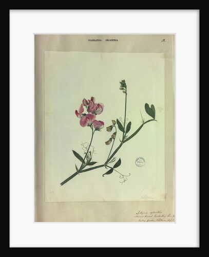 Narrow Leaved Everlasting Pea by Collinson