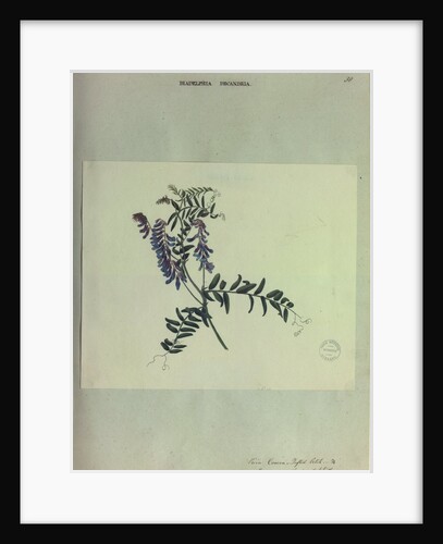 Tufted Vetch by Collinson
