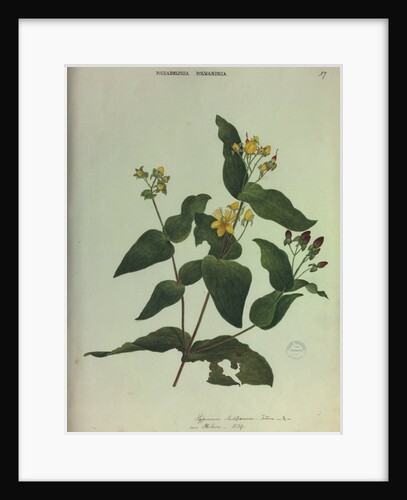 Tutsan by Collinson
