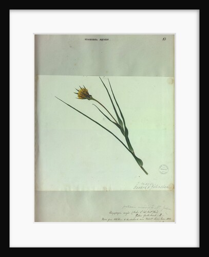 Yellow Goats Beard by Collinson