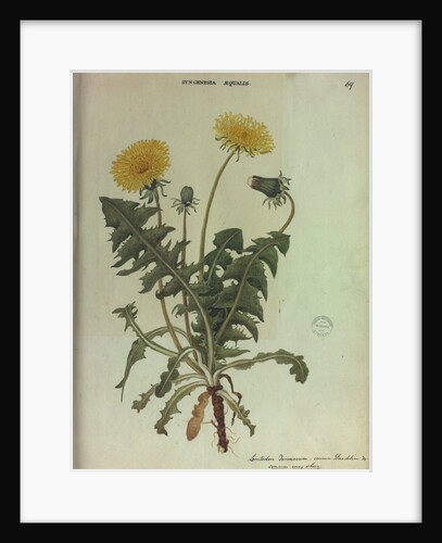 Dandelion by Collinson