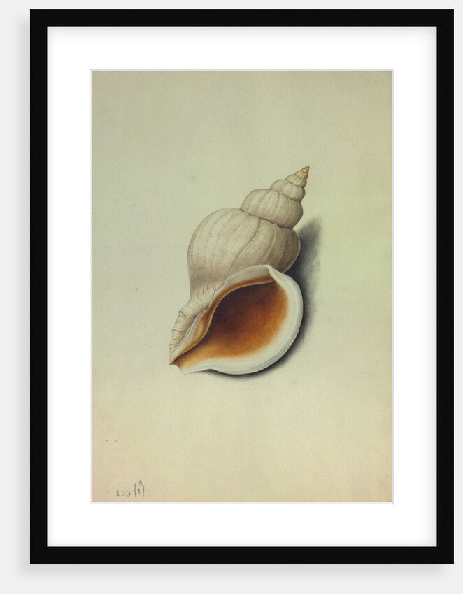 Sea Shell by George Gibsone