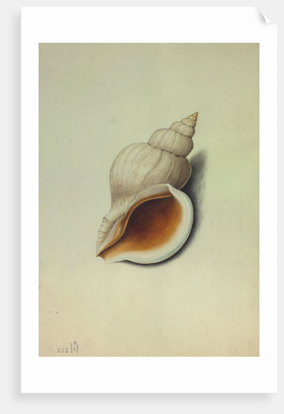 Sea Shell by George Gibsone