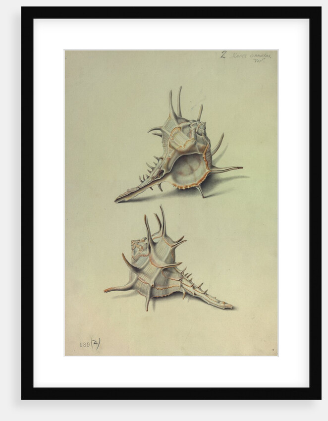 Sea Shell by George Gibsone