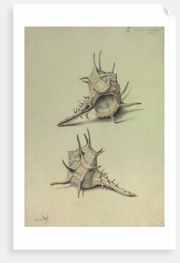 Sea Shell by George Gibsone