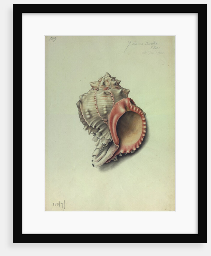 Sea Shell by George Gibsone