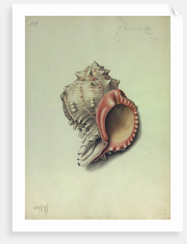 Sea Shell by George Gibsone