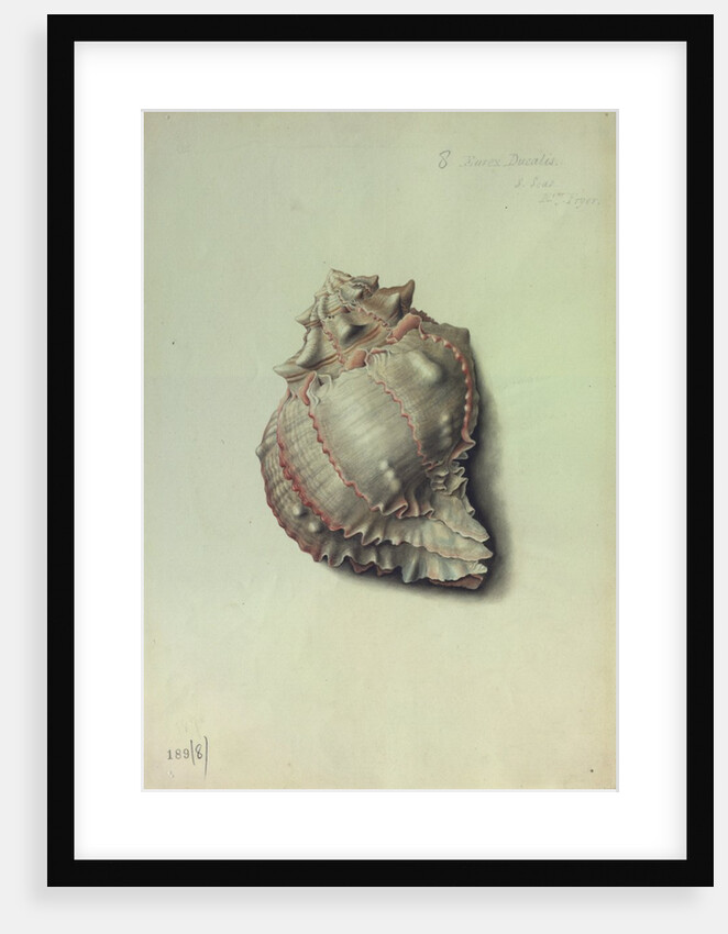 Sea Shell by George Gibsone