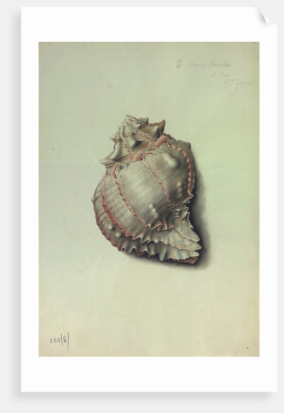 Sea Shell by George Gibsone