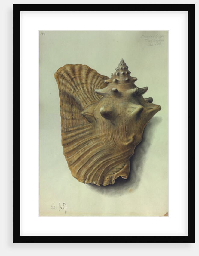 Sea Shell by George Gibsone