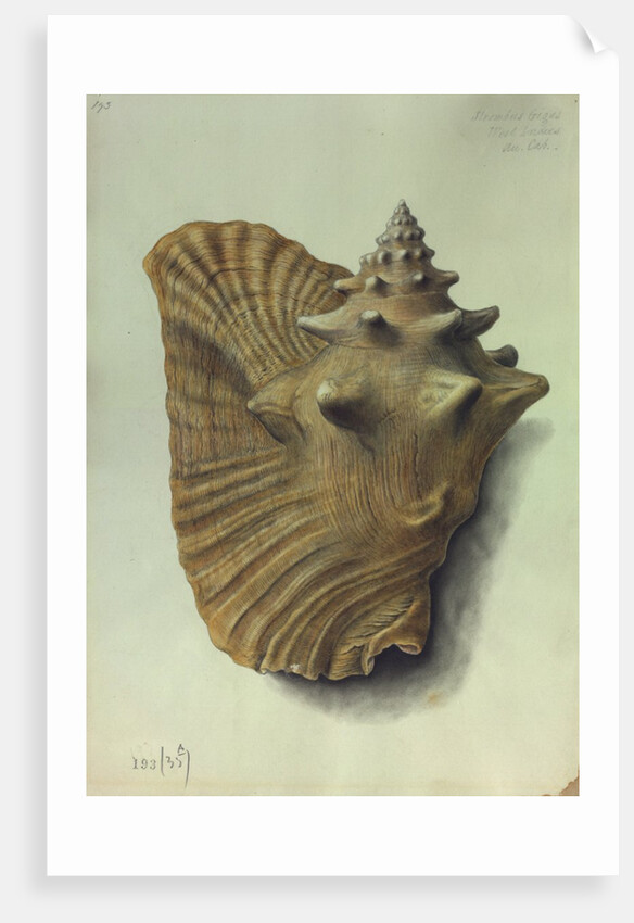 Sea Shell by George Gibsone