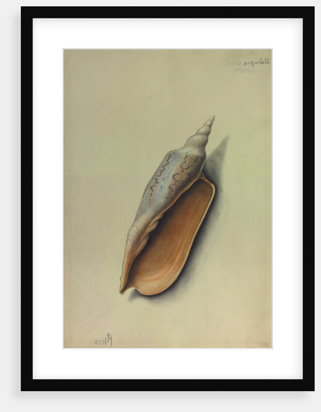 Sea Shell by George Gibsone