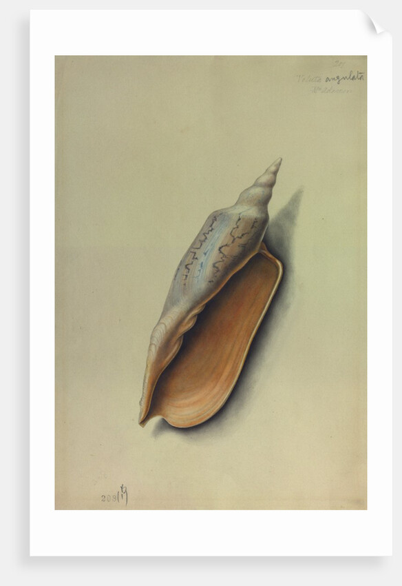 Sea Shell by George Gibsone