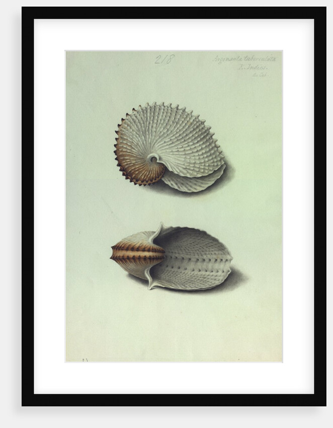 Sea Shell by George Gibsone