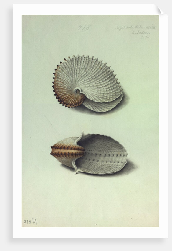 Sea Shell by George Gibsone