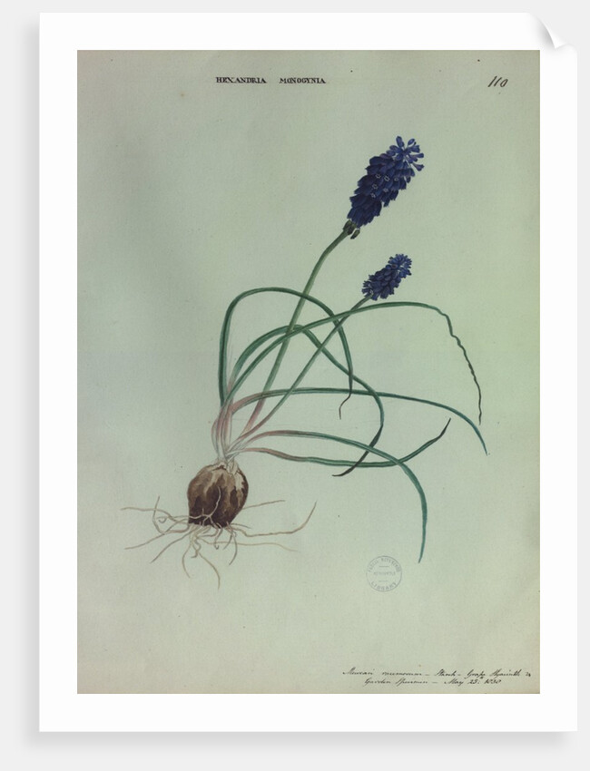 Grape Hyacinth by Collinson
