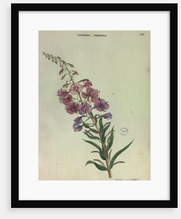 Rose Bay Willow Herb by Collinson