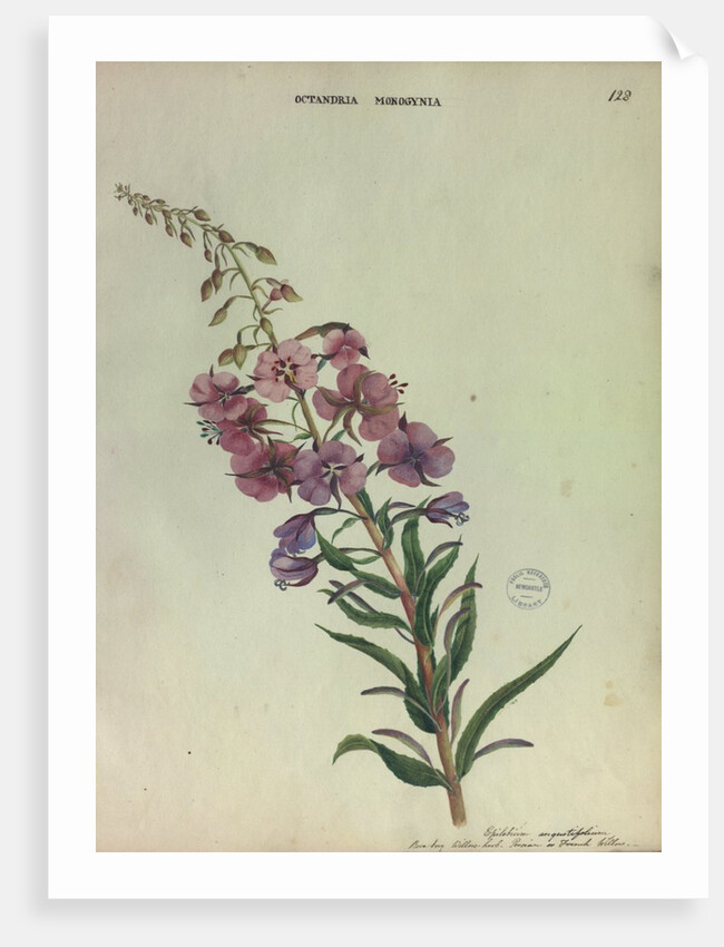 Rose Bay Willow Herb by Collinson