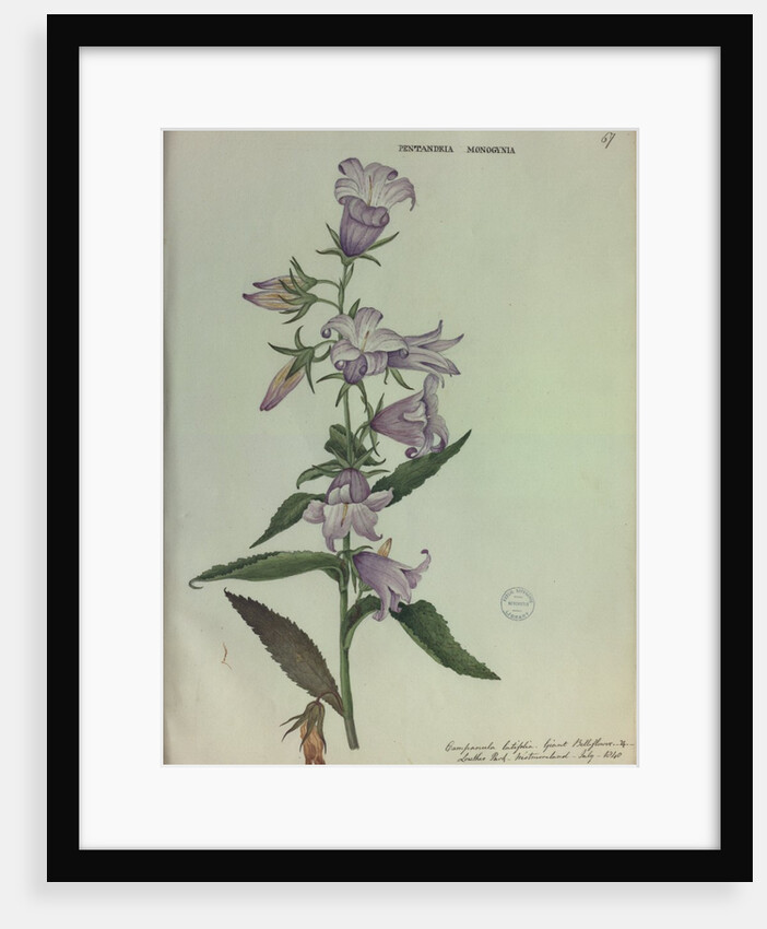 Giant Bellflower by Collinson