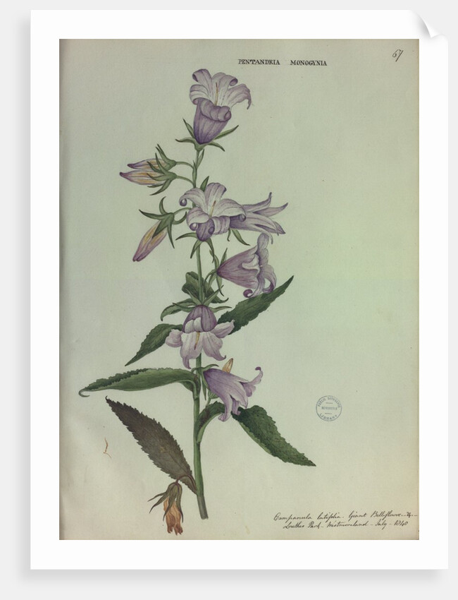 Giant Bellflower by Collinson