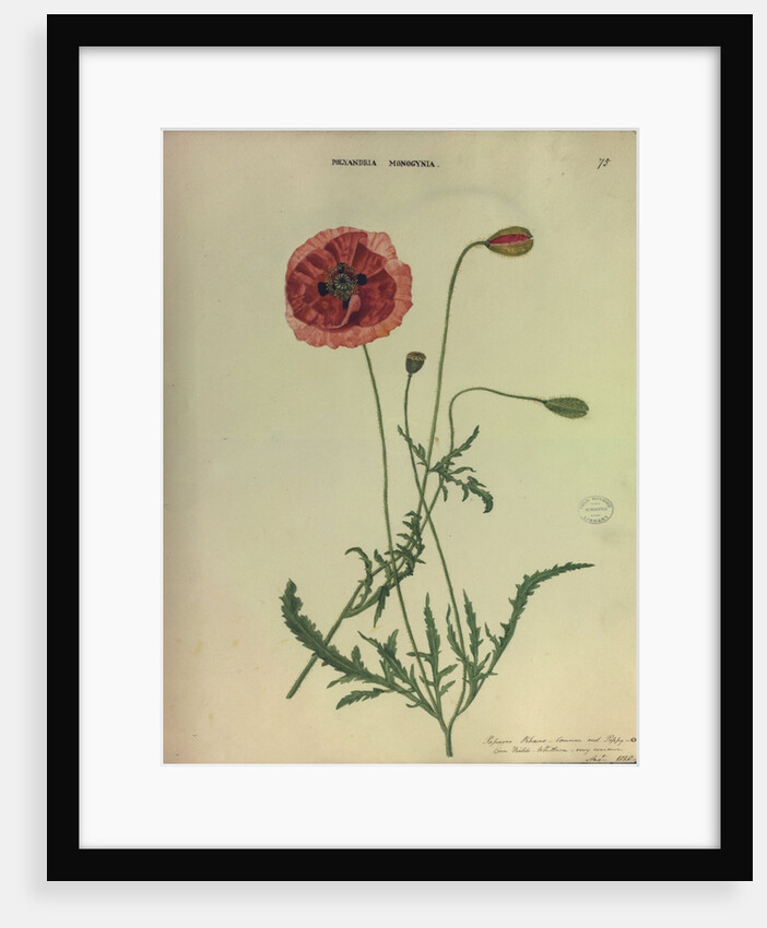 Common Red Poppy by Collinson