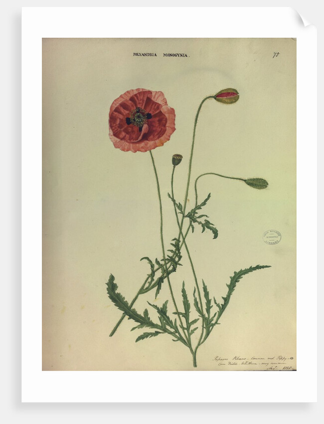 Common Red Poppy by Collinson